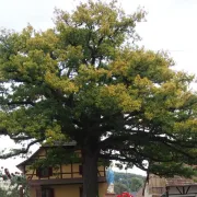 5 arbres remarquables à voir en Alsace