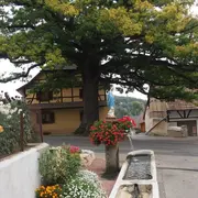 5 arbres remarquables à voir en Alsace