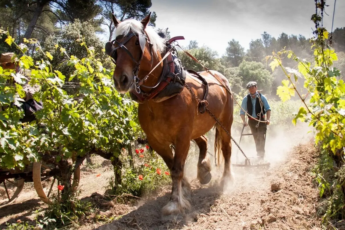 Le Cheval dans la Vigne 2026 - 12ème édition