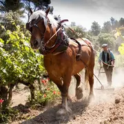 Le Cheval dans la Vigne 2026 - 12ème édition