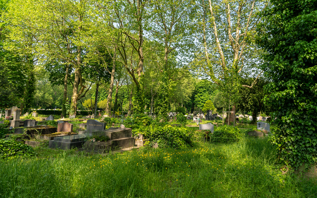 Le cimetière d'Ivry, des arbres et des hôtes