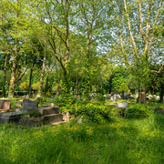 Le cimetière d'Ivry, des arbres et des hôtes