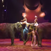 Le cirque Gruss à Pile ou Face - Champ de foire de Dornach à Mulhouse 2007