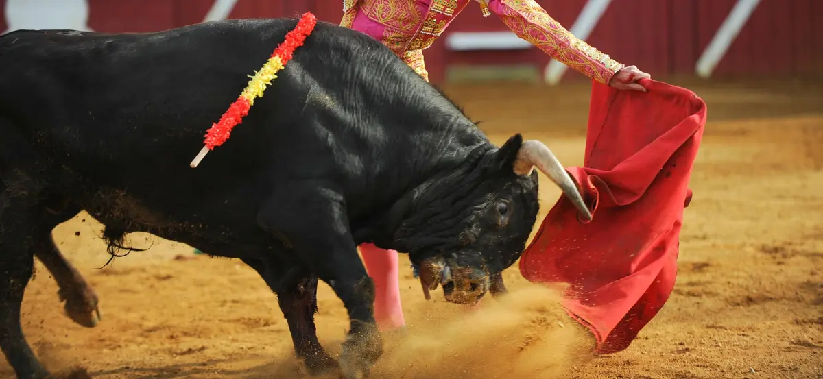 Le Collectif des Vétérinaires pour l'Abolition de la Corrida mobilise plus de 2 800 professionnels contre la tauromachie