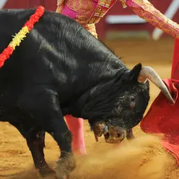 Le Collectif des Vétérinaires pour l'Abolition de la Corrida mobilise plus de 2 800 professionnels contre la tauromachie