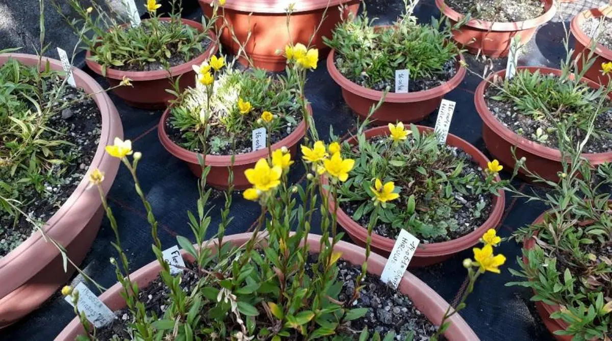 Le Conservatoire botanique de Mulhouse au cœur de la sauvegarde d'une fleur menacée d'extinction