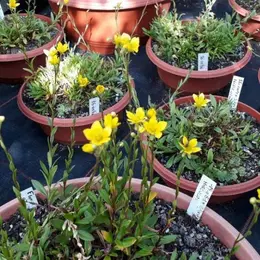 Le Conservatoire botanique de Mulhouse au cœur de la sauvegarde d'une fleur menacée d'extinction