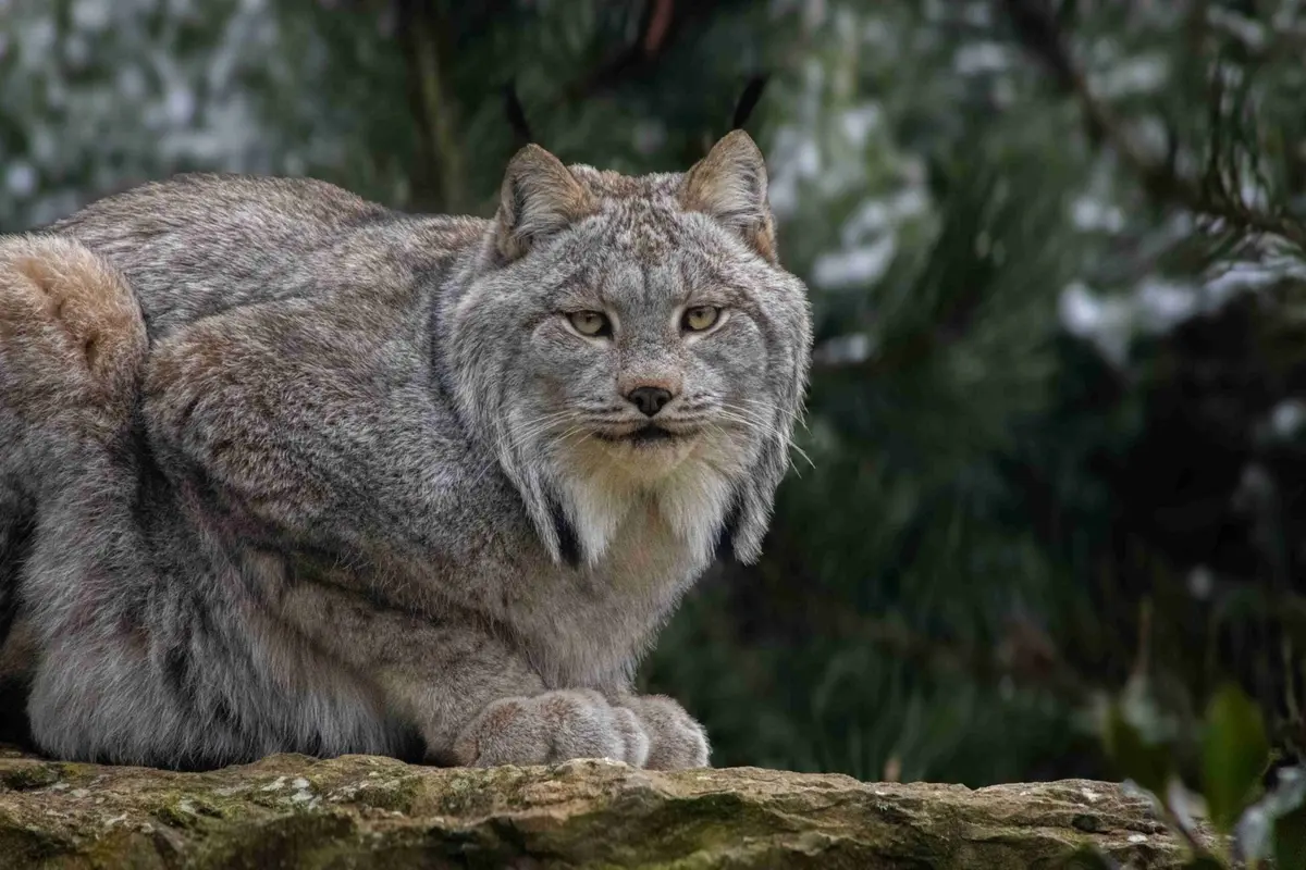 Le Domaine des Fauves