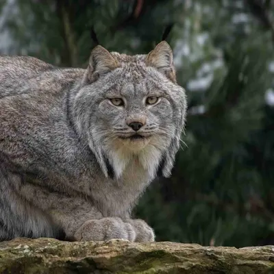 Le Domaine des Fauves