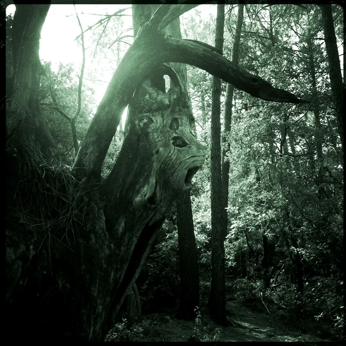 Le Festival Du Vivant : Exposition Aïdzêlos & Promenade Photographique