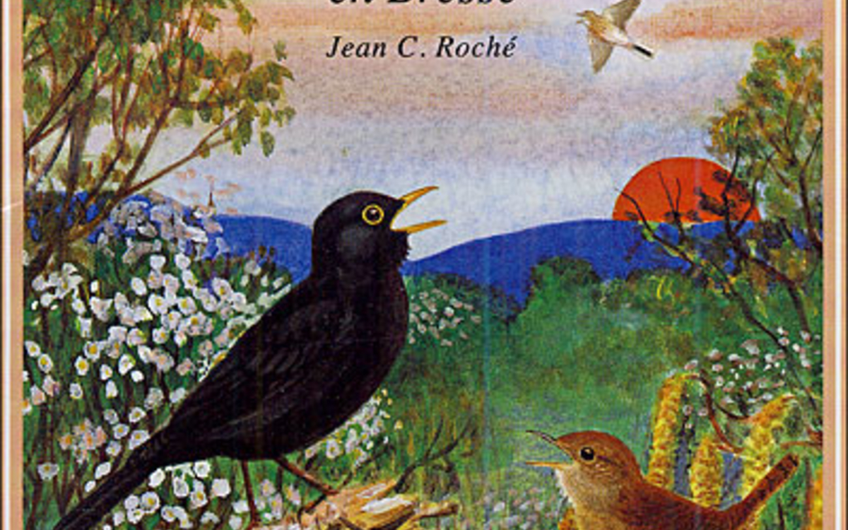 Le Grand bain : le réveil des oiseaux en Bresse