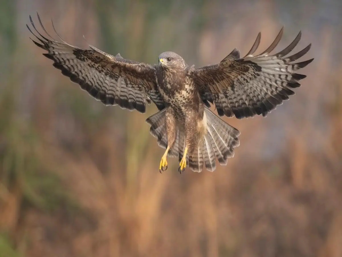 Le grand vol des rapaces