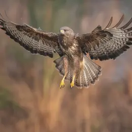 Le grand vol des rapaces