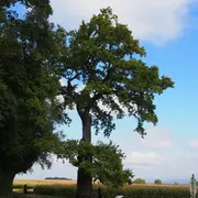 5 arbres remarquables à voir en Alsace