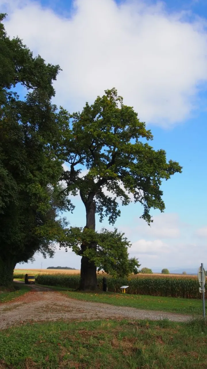 Le gros chêne de Stetten