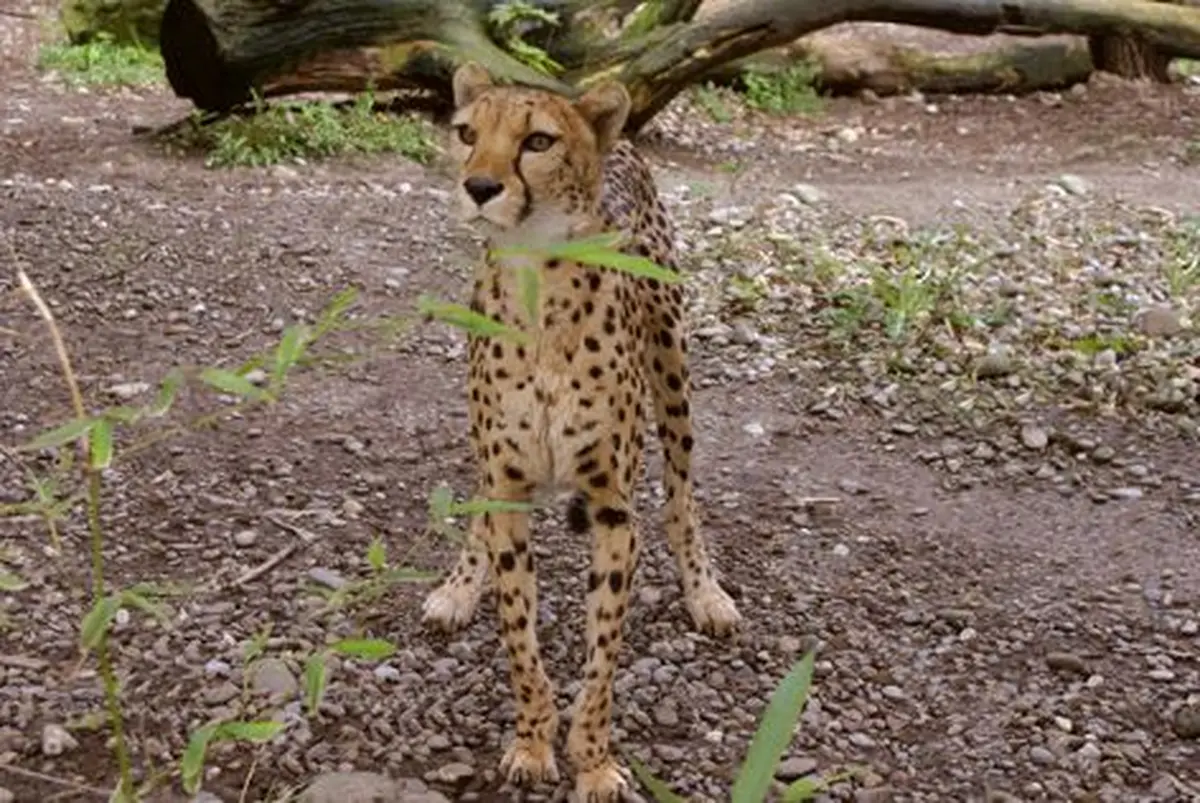 Le jardin botanique et zoologique