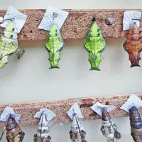 Les chrysalides, avant le glow-up du papillon DR