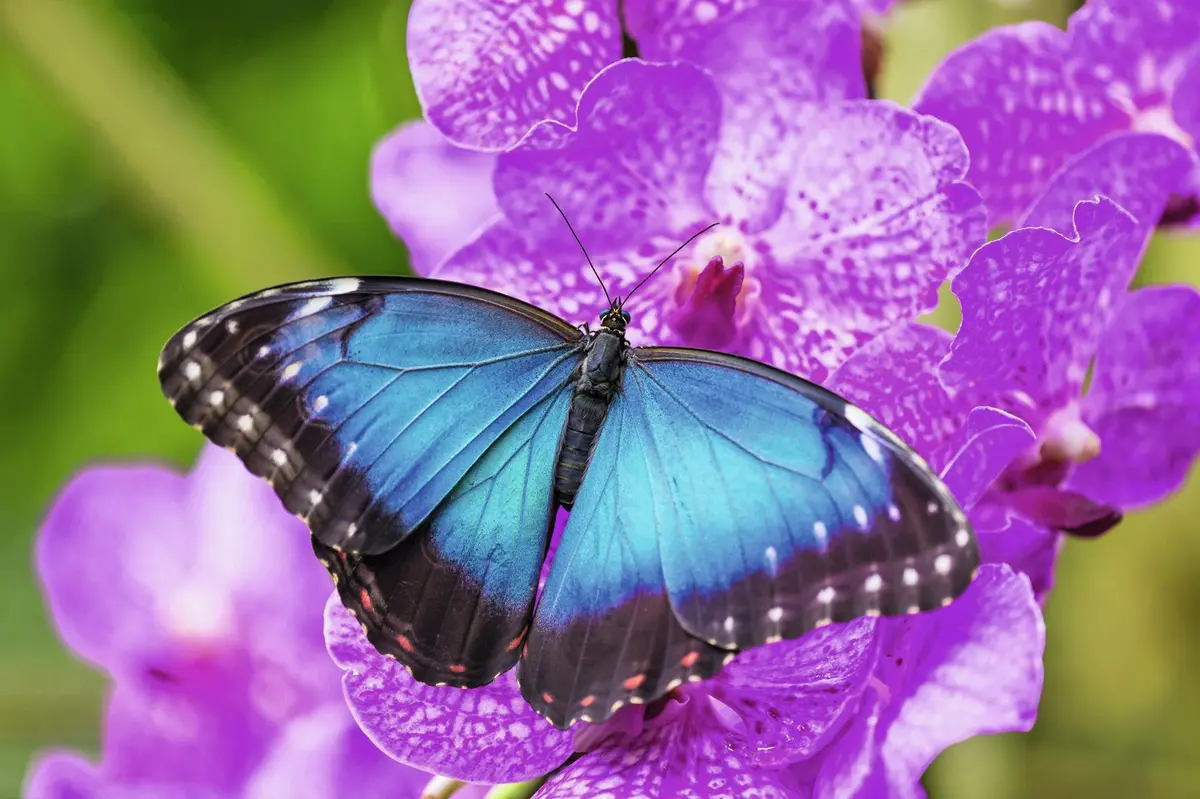 Quelle explosion de couleurs, ces papillons !
