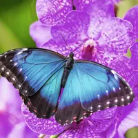 Quelle explosion de couleurs, ces papillons ! DR