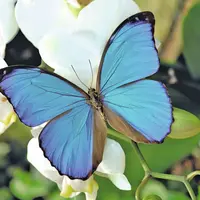 L'éphémère cycle de vie du papillon DR