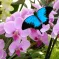 Le Jardin des Papillons entretient également de superbes espèces de fleurs DR