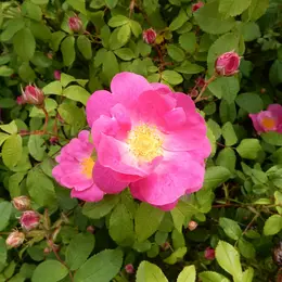 Le Jardin des Simples de l'Île de Vassivière