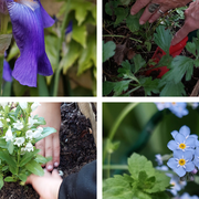 Le jardin se fait une beauté
