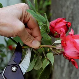 Le jardinage d’avant Printemps