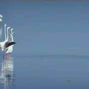 Le label RAMSAR et les zones humides : historique et perspectives