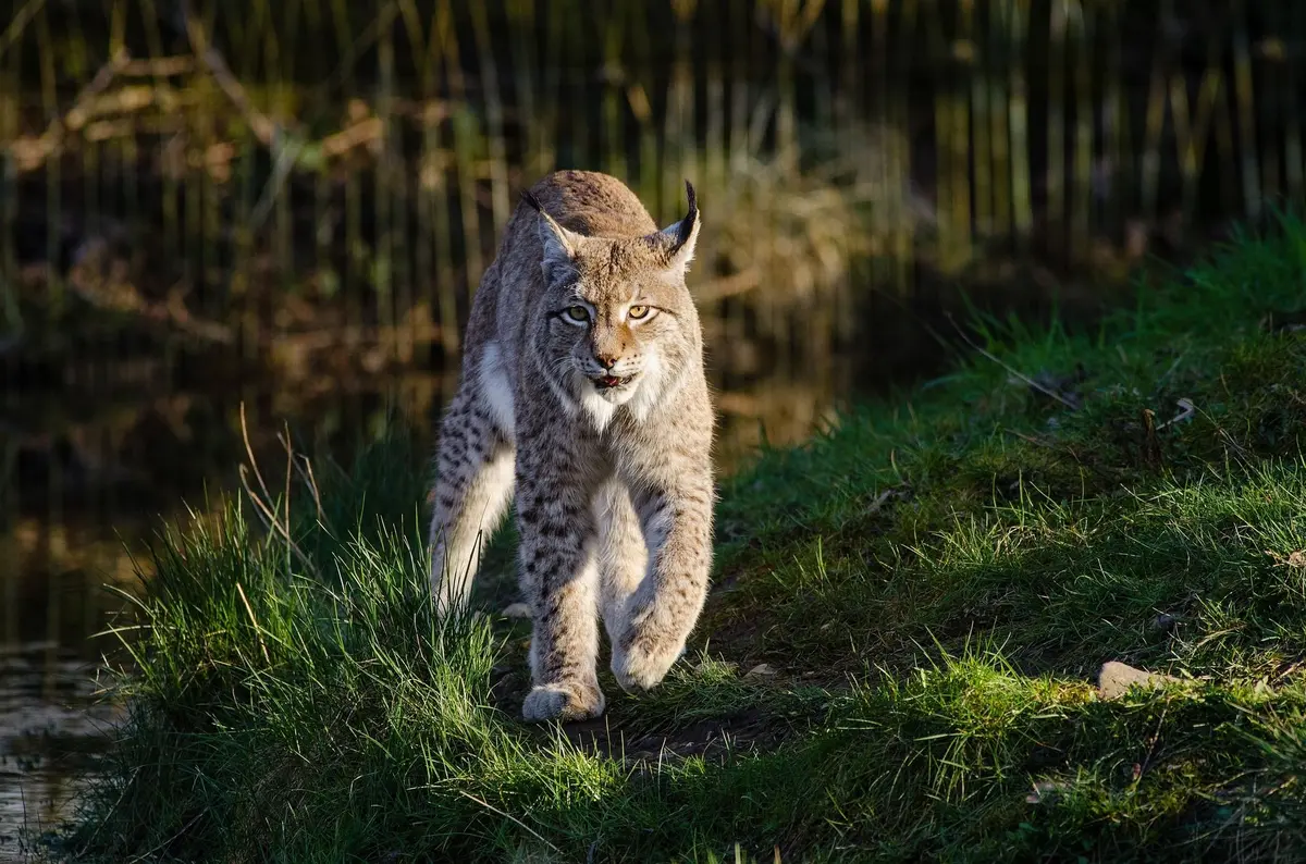Le lynx, la star fantasmée des Vosges