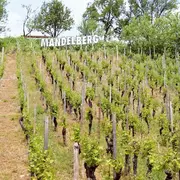 Le sentier des Grands Crus, vue imprenable sur le vignoble alsacien