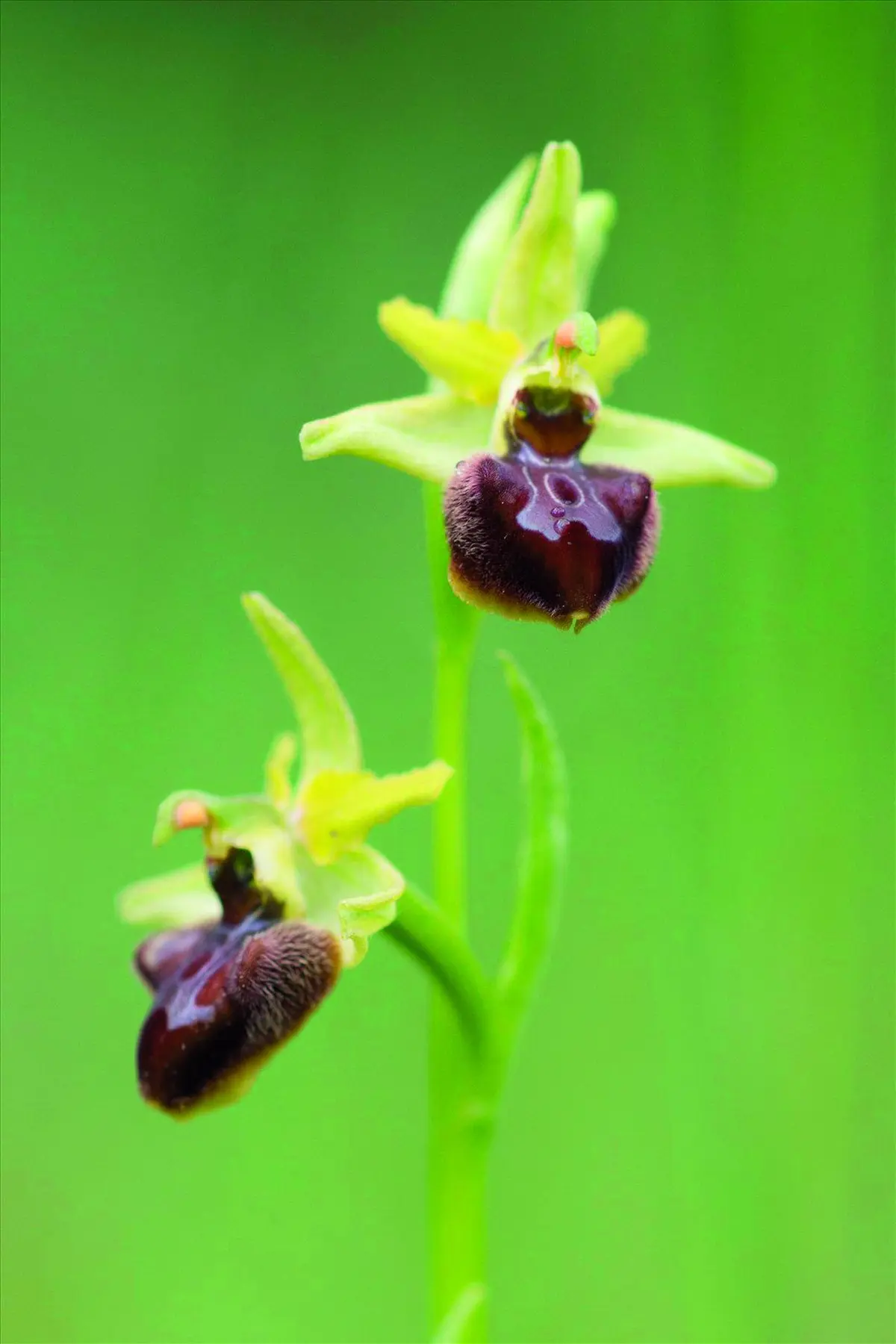 Le micro climat atypique