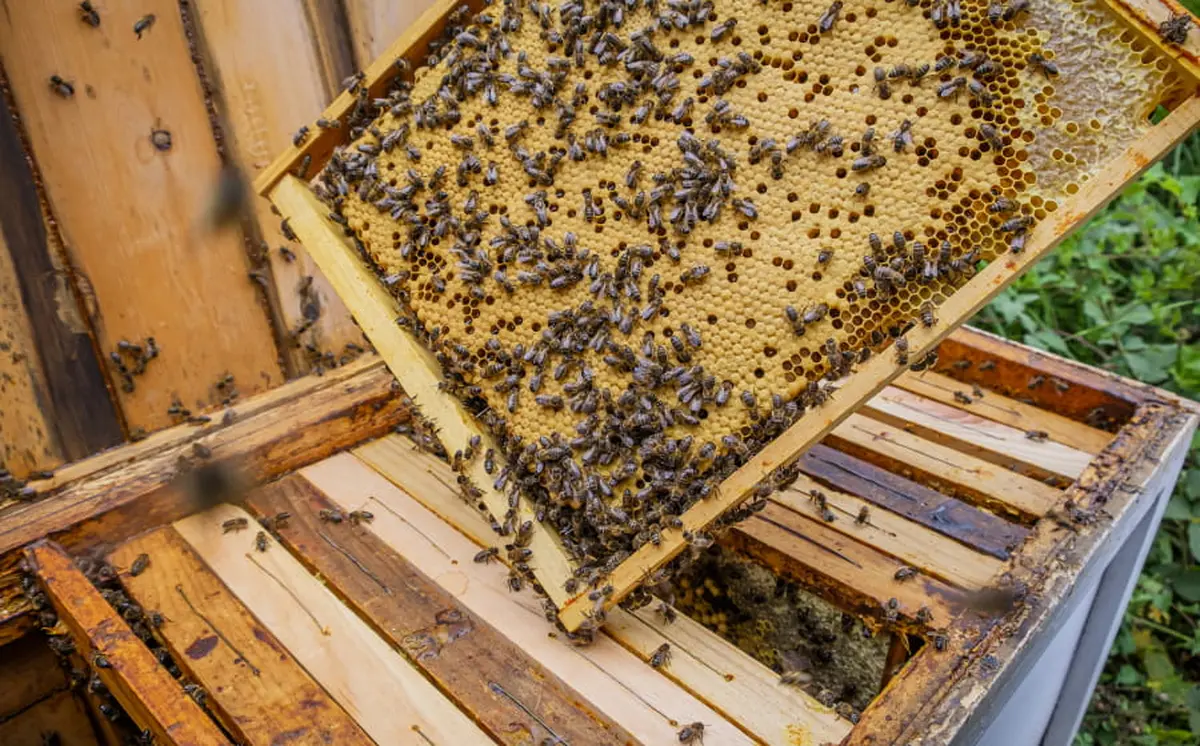 Le miel et les abeilles