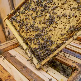 Le miel et les abeilles