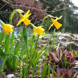 Mars dans le jardin  : les signes avant-coureurs de la fin de l'hiver