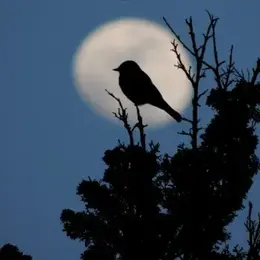 Le monde de la nuit