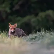 Le monde de la nuit - Dimanche Nature