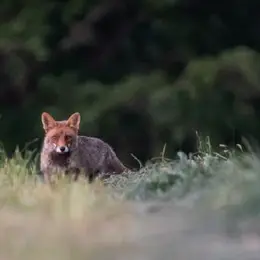 Le monde de la nuit - Dimanche Nature