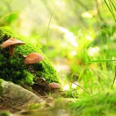 Le monde des champignons