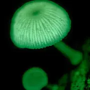 Le monde des champignons : terre et mystères !