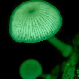 Le monde des champignons : terre et mystères !