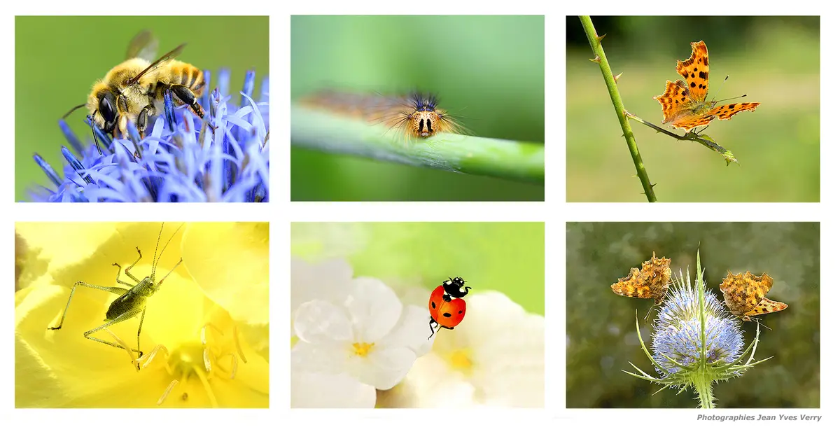 Le monde des insectes - Exposition photos de Jean-Yves Verry
