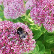 Le monde précieux des pollinisateurs