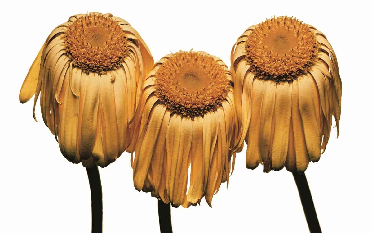 Irving Penn, Gerbera Daisy, 2006, Tirage, 23,9 × 32,8 cm © Irving Penn, Condé Nast Pinault Collection