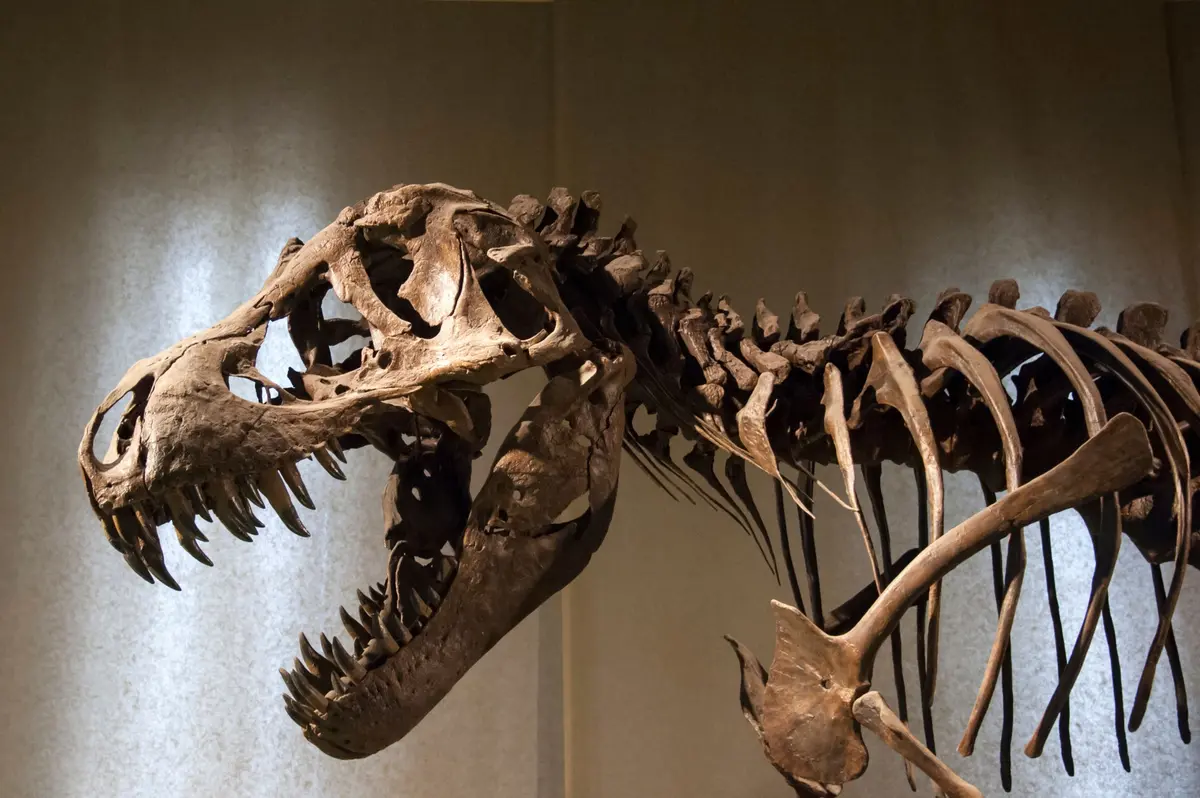 Le Muséum de Nantes est allé chercher son propre dinosaure aux États-Unis : ses os ont 150 millions d’années