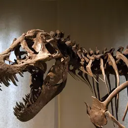 Le Muséum de Nantes est allé chercher son propre dinosaure aux États-Unis : ses os ont 150 millions d’années