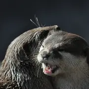 5 parcs où voir les animaux dans leur environnement naturel 