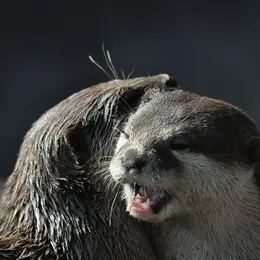 5 parcs où voir les animaux dans leur environnement naturel 