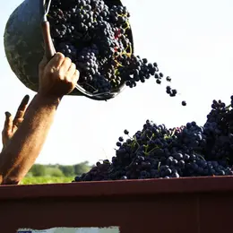 Neïa Siessa : le vin bourru alsacien