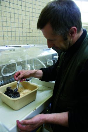 Le nourrissage du touraco de fischer par Jean-François Lefevre, chef animalier 